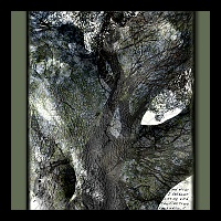 20x30 Song of the Ancient Oak